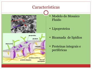 Características Modelo do Mosaico Fluido Lipoproteica Bicamada  de lipídios Proteínas integrais e periféricas 