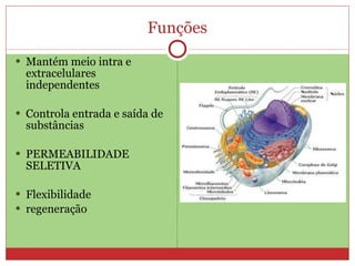 Funções Mantém meio intra e extracelulares independentes Controla entrada e saída de substâncias PERMEABILIDADE SELETIVA Flexibilidade  regeneração 