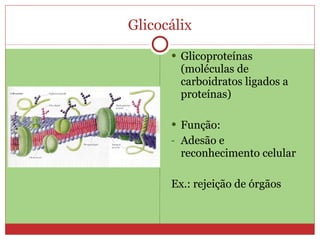 Glicocálix Glicoproteínas (moléculas de carboidratos ligados a proteínas) Função: Adesão e reconhecimento celular Ex.: rejeição de órgãos 