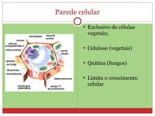 Parede celular Exclusivo de células vegetais; Celulose (vegetais) Quitina (fungos) Limita o crescimento celular 