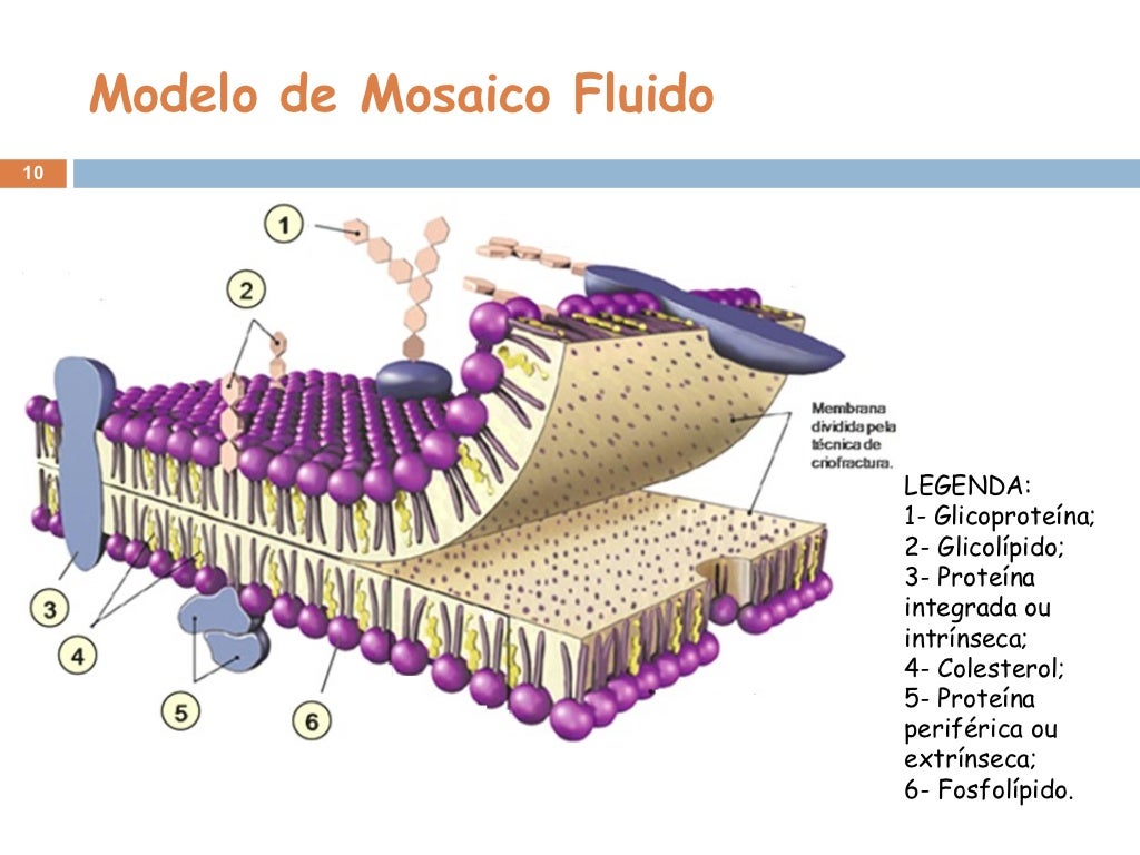 A Membrana Plasmática Das Células Exerce Uma Importante Função