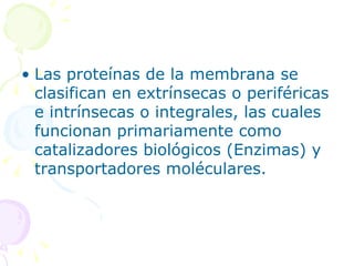 • Las proteínas de la membrana se
  clasifican en extrínsecas o periféricas
  e intrínsecas o integrales, las cuales
  funcionan primariamente como
  catalizadores biológicos (Enzimas) y
  transportadores moléculares.
 
