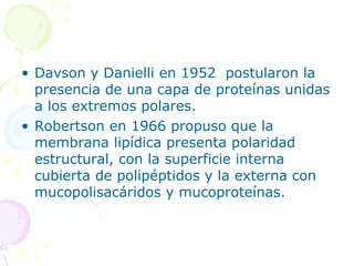 • Davson y Danielli en 1952 postularon la
  presencia de una capa de proteínas unidas
  a los extremos polares.
• Robertson en 1966 propuso que la
  membrana lipídica presenta polaridad
  estructural, con la superficie interna
  cubierta de polipéptidos y la externa con
  mucopolisacáridos y mucoproteínas.
 