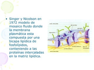 • Singer y Nicolson en
  1972 modelo de
  mosaico fluido donde
  la membrana
  plasmática esta
  compuesta por una
  bicapa lipídica de
  fosfolípidos,
  conteniendo a las
  proteínas intercaladas
  en la matriz lipídica.
 