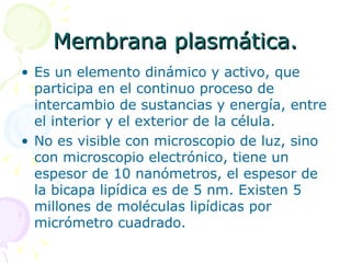 Membrana plasmática.
• Es un elemento dinámico y activo, que
  participa en el continuo proceso de
  intercambio de sustancias y energía, entre
  el interior y el exterior de la célula.
• No es visible con microscopio de luz, sino
  con microscopio electrónico, tiene un
  espesor de 10 nanómetros, el espesor de
  la bicapa lipídica es de 5 nm. Existen 5
  millones de moléculas lipídicas por
  micrómetro cuadrado.
 