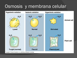 Osmosis y membrana celular
 