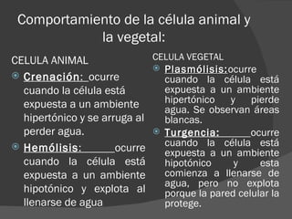 Comportamiento de la célula animal y
            la vegetal:
CELULA ANIMAL                CELULA VEGETAL
                              Plasmólisis:ocurre
                               Plasmólisis:
 Crenación: ocurre            cuando la célula está
  cuando la célula está        expuesta a un ambiente
  expuesta a un ambiente       hipertónico   y    pierde
                               agua. Se observan áreas
  hipertónico y se arruga al   blancas.
  perder agua.                Turgencia:         ocurre
 Hemólisis:                   cuando la célula está
                      ocurre   expuesta a un ambiente
  cuando la célula está        hipotónico     y     esta
  expuesta a un ambiente       comienza a llenarse de
                               agua, pero no explota
  hipotónico y explota al      porque la pared celular la
  llenarse de agua             protege.
 