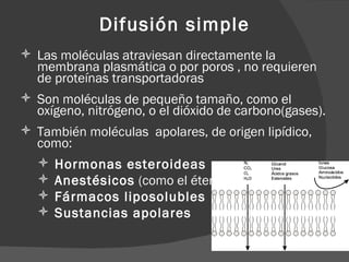 Difusión simple
 Las moléculas atraviesan directamente la
  membrana plasmática o por poros , no requieren
  de proteínas transportadoras
 Son moléculas de pequeño tamaño, como el
  oxígeno, nitrógeno, o el dióxido de carbono(gases).
 También moléculas apolares, de origen lipídico,
  como:
   Hormonas esteroideas
   Anestésicos (como el éter)
   Fármacos liposolubles
   Sustancias apolares
 
