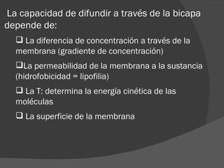 La capacidad de difundir a través de la bicapa
depende de:
   La diferencia de concentración a través de la
  membrana (gradiente de concentración)
  La permeabilidad de la membrana a la sustancia
  (hidrofobicidad = lipofilia)
   La T: determina la energía cinética de las
  moléculas
   La superficie de la membrana
 