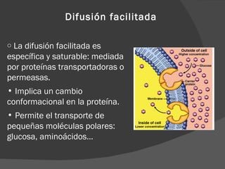 Difusión facilitada

o La difusión facilitada es
específica y saturable: mediada
por proteínas transportadoras o
permeasas.
• Implica un cambio
conformacional en la proteína.
• Permite el transporte de
pequeñas moléculas polares:
glucosa, aminoácidos…
 