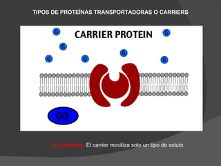 TIPOS DE PROTEÍNAS TRANSPORTADORAS O CARRIERS




     A. Uniporte: El carrier moviliza solo un tipo de soluto
 