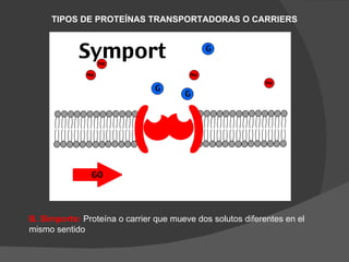 TIPOS DE PROTEÍNAS TRANSPORTADORAS O CARRIERS




B. Simporte: Proteína o carrier que mueve dos solutos diferentes en el
mismo sentido
 