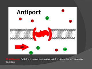 C. Antiporte: Proteína o carrier que mueve solutos diferentes en diferentes
sentidos
 