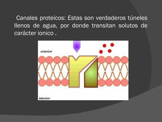 Canales proteicos: Estas son verdaderos túneles
llenos de agua, por donde transitan solutos de
carácter ionico .
 