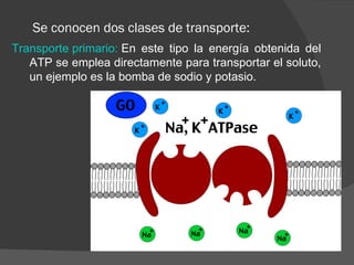 Se conocen dos clases de transporte:
Transporte primario: En este tipo la energía obtenida del
   ATP se emplea directamente para transportar el soluto,
   un ejemplo es la bomba de sodio y potasio.
 