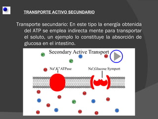 TRANSPORTE ACTIVO SECUNDARIO


Transporte secundario: En este tipo la energía obtenida
   del ATP se emplea indirecta mente para transportar
   el soluto, un ejemplo lo constituye la absorción de
   glucosa en el intestino.
 