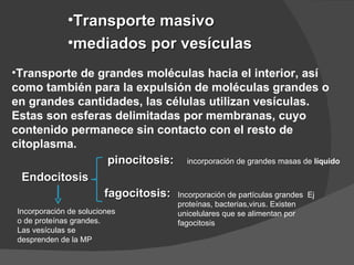 •Transporte masivo
              •mediados por vesículas
•Transporte de grandes moléculas hacia el interior, así
como también para la expulsión de moléculas grandes o
en grandes cantidades, las células utilizan vesículas.
Estas son esferas delimitadas por membranas, cuyo
contenido permanece sin contacto con el resto de
citoplasma.
                 pinocitosis: incorporación de grandes masas de líquido
  Endocitosis
                fagocitosis: Incorporación de partículas grandes Ej
                                   proteínas, bacterias,virus. Existen
 Incorporación de soluciones       unicelulares que se alimentan por
 o de proteínas grandes.           fagocitosis
 Las vesículas se
 desprenden de la MP
 