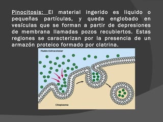 Pinocitosis: El material ingerido es liquido o
pequeñas partículas, y queda englobado en
vesículas que se forman a partir de depresiones
de membrana llamadas pozos recubiertos. Estas
regiones se caracterizan por la presencia de un
armazón proteico formado por clatrina.
 