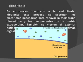 Exocitosis
Es el proceso contrario a la endocitosis.
Mediante     este    proceso se   secretan   los
materiales necesarios para renovar la membrana
plasmática y los componentes de la matriz
extracelular. También se vierten al exterior
hormonas,        neurotransmisores,     enzimas
digestivos…    Endocitosis
 