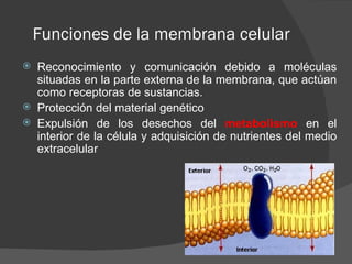 Funciones de la membrana celular
   Reconocimiento y comunicación debido a moléculas
    situadas en la parte externa de la membrana, que actúan
    como receptoras de sustancias.
   Protección del material genético
   Expulsión de los desechos del metabolismo en el
    interior de la célula y adquisición de nutrientes del medio
    extracelular
 