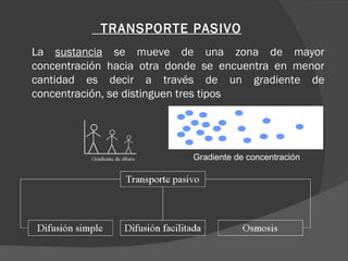 TRANSPORTE PASIVO
La sustancia se mueve de una zona de mayor
concentración hacia otra donde se encuentra en menor
cantidad es decir a través de un gradiente de
concentración, se distinguen tres tipos




                            Gradiente de concentración
 
