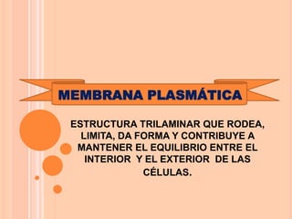 MEMBRANA PLASMÁTICA
ESTRUCTURA TRILAMINAR QUE RODEA,
LIMITA, DA FORMA Y CONTRIBUYE A
MANTENER EL EQUILIBRIO ENTRE EL
INTERIOR Y EL EXTERIOR DE LAS
CÉLULAS.
 