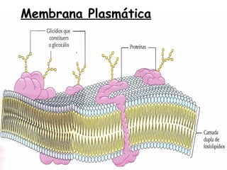 Membrana Plasmática

 