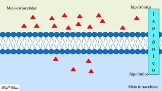 Meio extracelular
Meio intracelular
hipertônico
hipotônico
I
s
o
t
ô
n
i
c
o
 