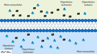 Meio extracelular
Meio intracelular
Hipertônico
(soluto)
Hipotônico
(solvente)
Hipertônico
(solvente)
Hipotônico
(soluto)
 