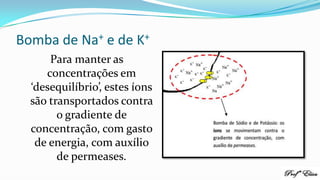 Bomba de Na+ e de K+
Para manter as
concentrações em
‘desequilíbrio’, estes íons
são transportados contra
o gradiente de
concentração, com gasto
de energia, com auxílio
de permeases.
 
