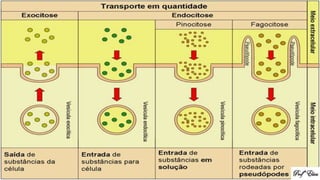 Membrana plasmática