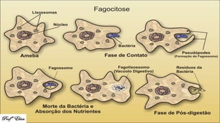 Membrana plasmática