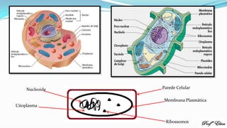 Parede Celular
Membrana Plasmática
Nucleoide
Citoplasma
Ribossomos
 