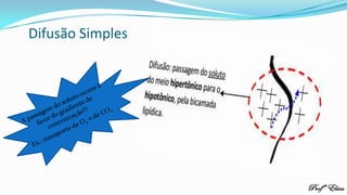 Difusão Simples
 