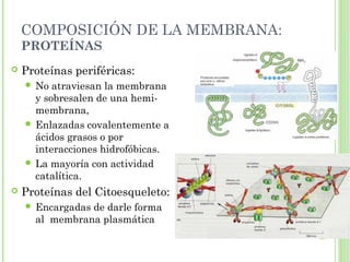 COMPOSICIÓN DE LA MEMBRANA:
PROTEÍNAS
 Proteínas periféricas:
 No atraviesan la membrana
y sobresalen de una hemi-
membrana,
 Enlazadas covalentemente a
ácidos grasos o por
interacciones hidrofóbicas.
 La mayoría con actividad
catalítica.
 Proteínas del Citoesqueleto:
 Encargadas de darle forma
al membrana plasmática
 