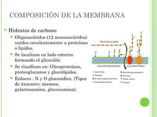 COMPOSICIÓN DE LA MEMBRANA
 Hidratos de carbono
 Oligosacáridos (12 monosacáridos)
unidos covalentemente a proteínas
o lípidos.
 Se localizan en lado externo
formando el glicocálix
 Se clasifican en: Glicoproteínas,
proteoglucanos y glucolípidos.
 Enlaces : N y O glucosidico, (Tipos
de ázucares: manosa,
galactosamina, glucosamina).
 