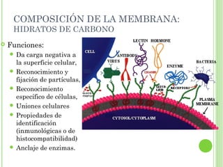 COMPOSICIÓN DE LA MEMBRANA:
HIDRATOS DE CARBONO
 Funciones:
 Da carga negativa a
la superficie celular,
 Reconocimiento y
fijación de partículas,
 Reconocimiento
específico de células,
 Uniones celulares
 Propiedades de
identificación
(inmunológicas o de
histocompatibilidad)
 Anclaje de enzimas.
 