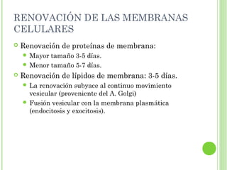 RENOVACIÓN DE LAS MEMBRANAS
CELULARES
 Renovación de proteínas de membrana:
 Mayor tamaño 3-5 días.
 Menor tamaño 5-7 días.
 Renovación de lípidos de membrana: 3-5 días.
 La renovación subyace al continuo movimiento
vesicular (proveniente del A. Golgi)
 Fusión vesicular con la membrana plasmática
(endocitosis y exocitosis).
 