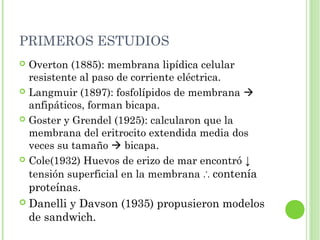 PRIMEROS ESTUDIOS
 Overton (1885): membrana lipídica celular
resistente al paso de corriente eléctrica.
 Langmuir (1897): fosfolípidos de membrana 
anfipáticos, forman bicapa.
 Goster y Grendel (1925): calcularon que la
membrana del eritrocito extendida media dos
veces su tamaño  bicapa.
 Cole(1932) Huevos de erizo de mar encontró ↓
tensión superficial en la membrana contenía∴
proteínas.
 Danelli y Davson (1935) propusieron modelos
de sandwich.
 