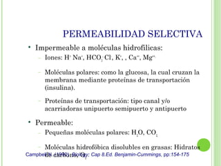 PERMEABILIDAD SELECTIVA

Impermeable a moléculas hidrofilicas:
− Iones: H+
Na+
, HCO3
-,
Cl-
, K+
, , Ca++
, Mg++,
− Moléculas polares: como la glucosa, la cual cruzan la
membrana mediante proteínas de transportación
(insulina).
− Proteínas de transportación: tipo canal y/o
acarriadoras unipuerto semipuerto y antipuerto

Permeable:
− Pequeñas moléculas polares: H2
O, CO2,
− Moléculas hidrofóbica disolubles en grasas: Hidratos
de carbono, O2
Campbell N. (1990) Biology; Cap 8.Ed. Benjamin-Cummings, pp:154-175
 