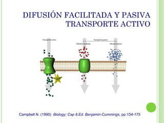 DIFUSIÓN FACILITADA Y PASIVA
TRANSPORTE ACTIVO
Campbell N. (1990) Biology; Cap 8.Ed. Benjamin-Cummings, pp:154-175
 