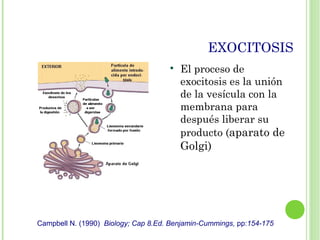 EXOCITOSIS

El proceso de
exocitosis es la unión
de la vesícula con la
membrana para
después liberar su
producto (aparato de
Golgi)
Campbell N. (1990) Biology; Cap 8.Ed. Benjamin-Cummings, pp:154-175
 