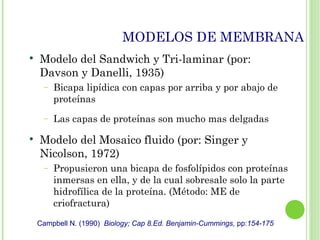 MODELOS DE MEMBRANA

Modelo del Sandwich y Tri-laminar (por:
Davson y Danelli, 1935)
− Bicapa lipídica con capas por arriba y por abajo de
proteínas
− Las capas de proteínas son mucho mas delgadas

Modelo del Mosaico fluido (por: Singer y
Nicolson, 1972)
− Propusieron una bicapa de fosfolípidos con proteínas
inmersas en ella, y de la cual sobresale solo la parte
hidrofílica de la proteína. (Método: ME de
criofractura)
Campbell N. (1990) Biology; Cap 8.Ed. Benjamin-Cummings, pp:154-175
 
