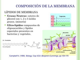 COMPOSICIÓN DE LA MEMBRANA
LÍPIDOS DE MEMBRANA
 Grasas Neutras: esteres de
glicerol con 1, 2 o 3 ácidos
grasos. (minoría)
 Glico-lípidos compuestos de
oligosacaridos y lípidos
especiales presentes en
bacterias y vegetales.
Campbell N. (1990) Biology; Cap 8.Ed. Benjamin-Cummings, pp:154-175
 