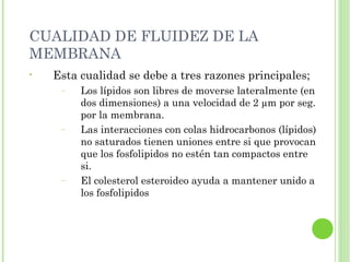 CUALIDAD DE FLUIDEZ DE LA
MEMBRANA
• Esta cualidad se debe a tres razones principales;
– Los lípidos son libres de moverse lateralmente (en
dos dimensiones) a una velocidad de 2 µm por seg.
por la membrana.
– Las interacciones con colas hidrocarbonos (lípidos)
no saturados tienen uniones entre si que provocan
que los fosfolipidos no estén tan compactos entre
si.
– El colesterol esteroideo ayuda a mantener unido a
los fosfolipidos
 