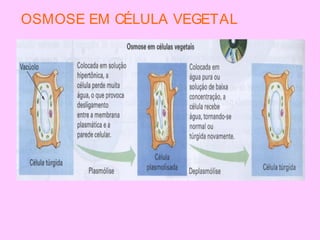 OSMOSE EM CÉLULA VEGETAL
 