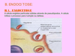 B. ENDOCI TOSE:
B.1. FAGOCITOSE
A célula engloba partículas sólidas através de pseudópodos. A célula
Utiliza o processo para nutrição ou defesa.
 