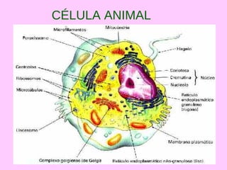 CÉLULA ANIMAL
 