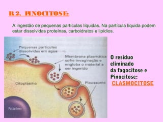 B.2. PINOCITOSE:
A ingestão de pequenas partículas líquidas. Na partícula líquida podem
estar dissolvidas proteínas, carboidratos e lipídios.
O resíduo
eliminado
da fagocitose e
Pinocitose:
CLASMOCITOSE
 