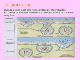 C. EXOCI TOSE
Quando a célula lança para fora secreções por ela produzidas.
Ex: Células do Pâncreas que elimina o hormônio insulina na Corrente
sanguínea.
 